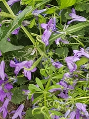 Campanula poscharskyana