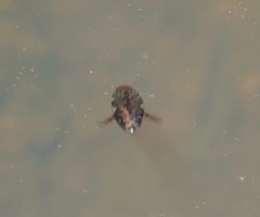 Laccophilus maculosus