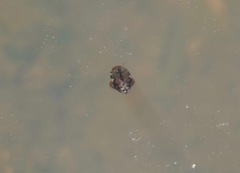 Laccophilus maculosus