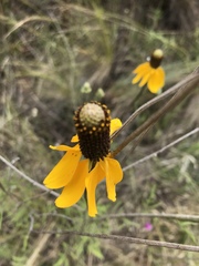Ratibida coahuilensis