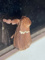 Monoleuca semifascia