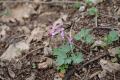 Corydalis paczoskii