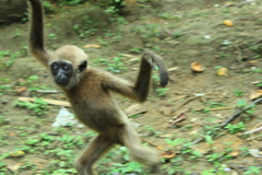 Agile Gibbon photo 3