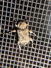 Leptostylus
