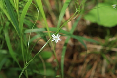 Stellaria bungeana