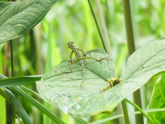 Anolis aequatorialis