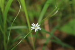 Stellaria bungeana