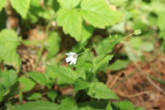 Stellaria bungeana