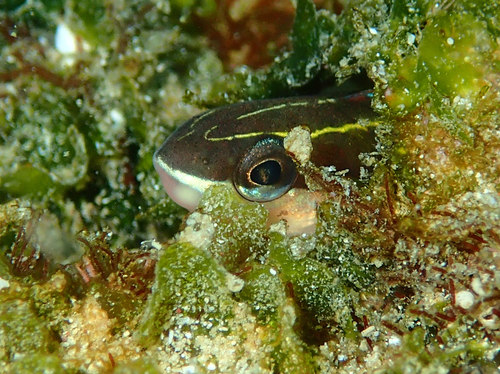 Plagiotremus azaleus