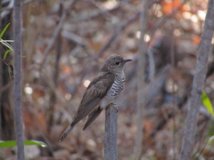 Chrysococcyx minutillus