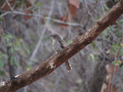 Chrysococcyx minutillus