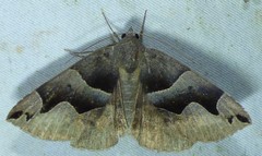Gondysia