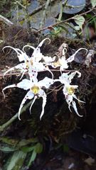 Oncidium cirrhosum