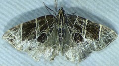 Gandaritis atricolorata