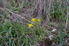 Gagea granatellii