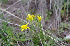 Gagea granatellii