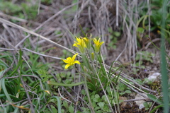 Gagea granatellii