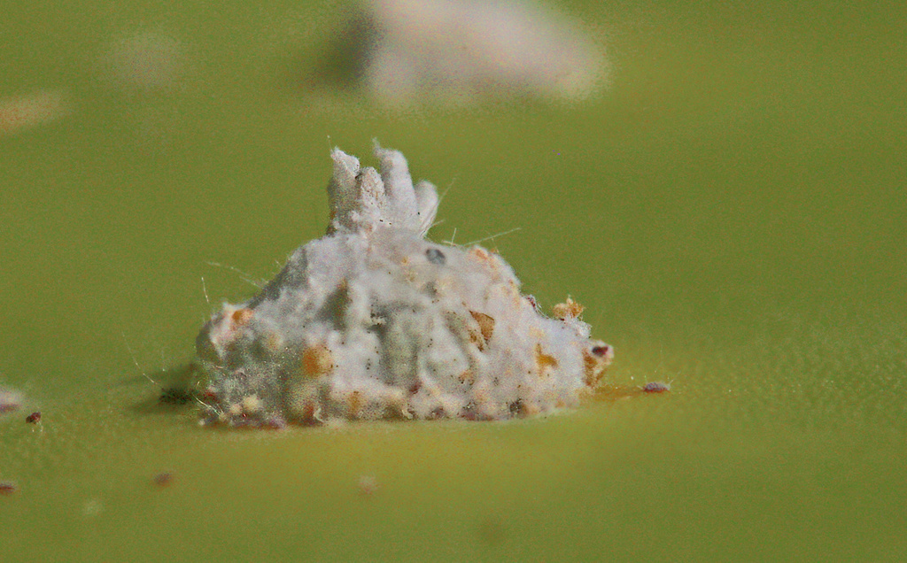 Cochineal Insects