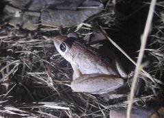Litoria pallida
