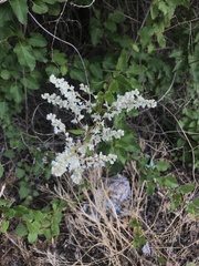 Fallopia baldschuanica