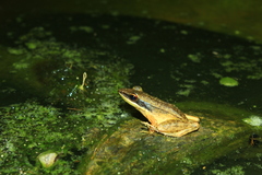 Indosylvirana nicobariensis