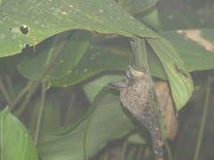 Phaethornis syrmatophorus