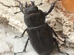 Lucanus cervus