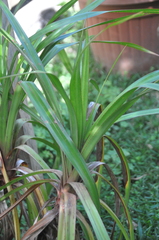 Pandanus sylvestris