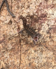 Diplodactylus vittatus