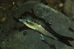 Labeoninae