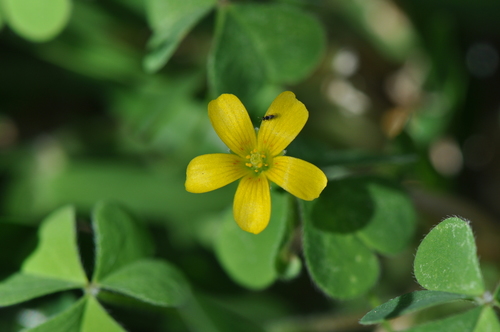 Oxalidaceae image