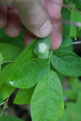 Exobasidium maculosum