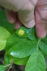 Exobasidium maculosum