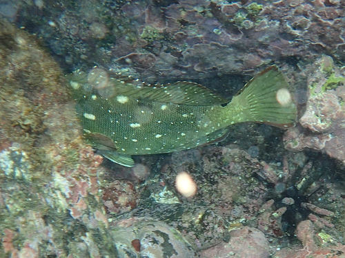 Epinephelus labriformis