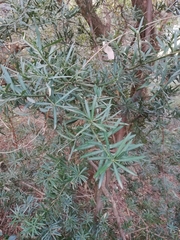 Podocarpus elongatus