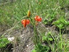 Lilium pumilum