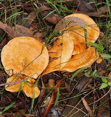 Cortinarius memoria-annae