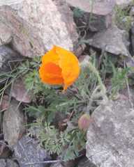 Papaver rubro-aurantiacum