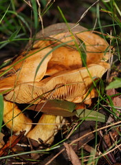 Cortinarius memoria-annae