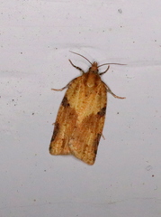 Clepsis spectrana