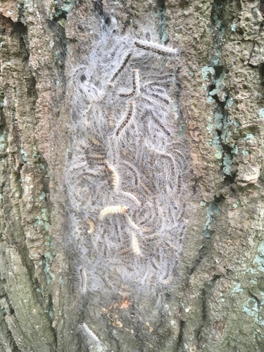 Oak Processionary