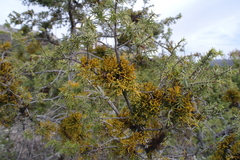 Arceuthobium oxycedri