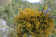 Arceuthobium oxycedri