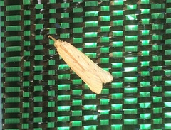 Ematheudes punctella