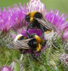 Bombus vestalis