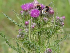 Bombus vestalis