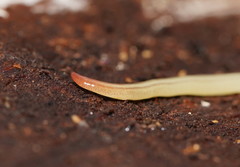 Fletchamia mediolineata