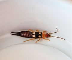 Forficula smyrnensis