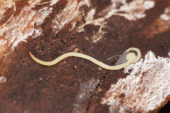 Fletchamia mediolineata