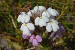 Triphysaria versicolor versicolor